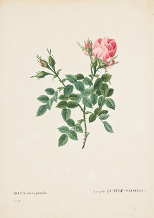 Rosa Bifera Pumila. Les Roses.