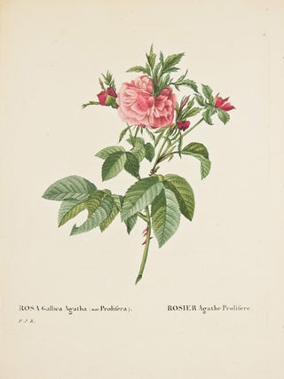 Item nr. 149735 Rosa Gallica Agatha (var. Prolifera). Les Roses. Pierre Joseph Redoute