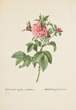 Item nr. 149735 Rosa Gallica Agatha (var. Prolifera). Les Roses. Pierre Joseph Redoute