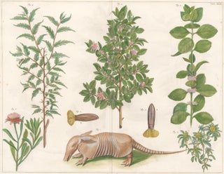 Item nr. 149780 Armadillo and flowering plants. Locupletissimi rerum naturalium thesauri accurata...
