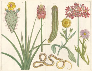 Item nr. 149784 Cacti [Indian fig opuntia, prickly pear] and snake. Locupletissimi rerum...
