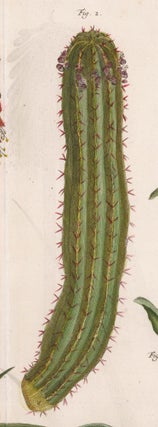 Cacti [Indian fig opuntia, prickly pear] and snake. Locupletissimi rerum naturalium thesauri accurata descriptio, et iconibus artificiossimis expressio, per universam physices historiam.