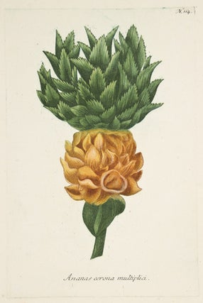 Item nr. 149811 Ananas Corona Multiplici. Phytanthoza Iconographia. Johann Wilhelm Weinmann
