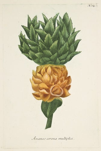 Item nr. 149811 Ananas Corona Multiplici. Phytanthoza Iconographia. Johann Wilhelm Weinmann.