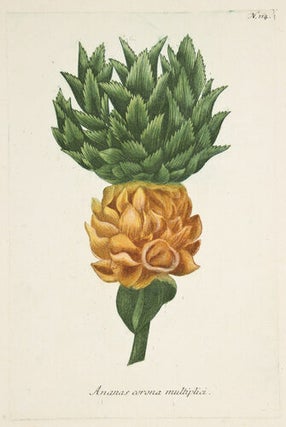 Ananas Corona Multiplici. Phytanthoza Iconographia.