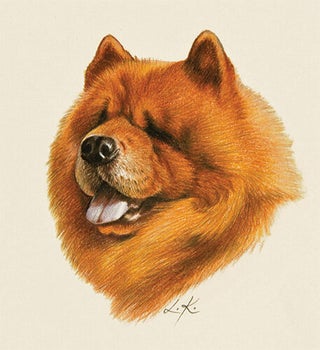 Chow Chow.