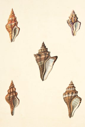 Item nr. 149947 Pl. 1. Murex. Conchology or Natural History of Shells. George Perry