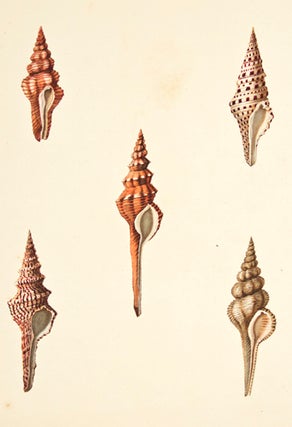 Item nr. 149948 Pl. 2. Murex. Conchology or Natural History of Shells. George Perry