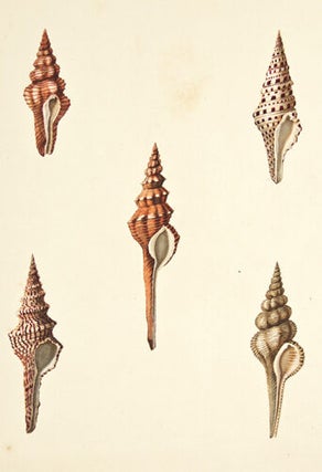 Item nr. 149948 Pl. 2. Murex. Conchology or Natural History of Shells. George Perry