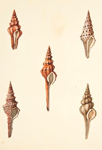 Item nr. 149948 Pl. 2. Murex. Conchology or Natural History of Shells. George Perry.