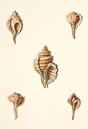 Item nr. 149949 Pl. 3. Monoplex. Conchology or Natural History of Shells. George Perry