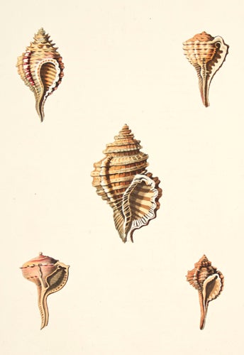 Item nr. 149949 Pl. 3. Monoplex. Conchology or Natural History of Shells. George Perry.