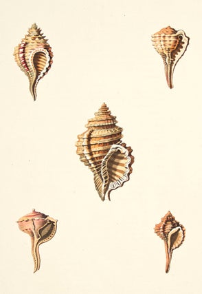 Pl. 3. Monoplex. Conchology or Natural History of Shells.