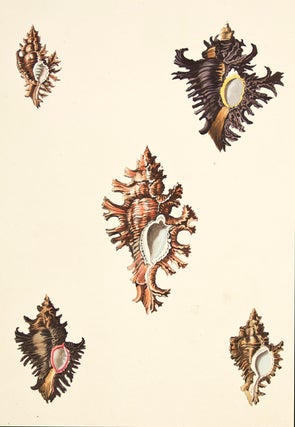 Item nr. 149950 Pl. 4. Triplex. Conchology or Natural History of Shells. George Perry