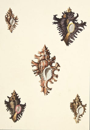 Item nr. 149950 Pl. 4. Triplex. Conchology or Natural History of Shells. George Perry