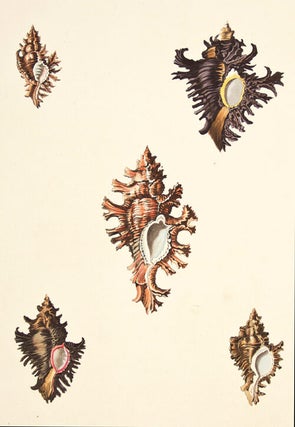 Pl. 4. Triplex. Conchology or Natural History of Shells.