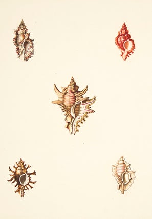 Item nr. 149951 Pl. 7. Triplex. Conchology or Natural History of Shells. George Perry