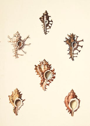 Item nr. 149953 Pl. 8. Hexaplex. Conchology or Natural History of Shells. George Perry