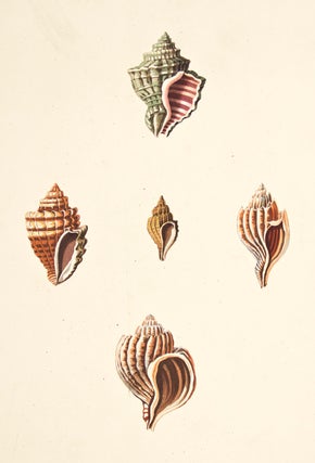 Item nr. 149954 Pl. 9. Polyplex. Conchology or Natural History of Shells. George Perry
