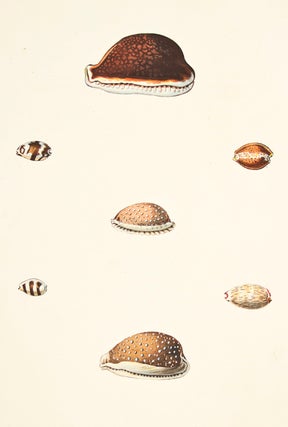 Item nr. 149956 Pl. 17. Cyprea. Conchology or Natural History of Shells. George Perry