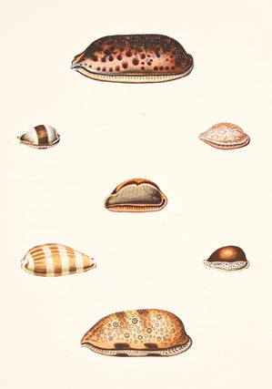Item nr. 149957 Pl. 20. Cyprea. Conchology or Natural History of Shells. George Perry