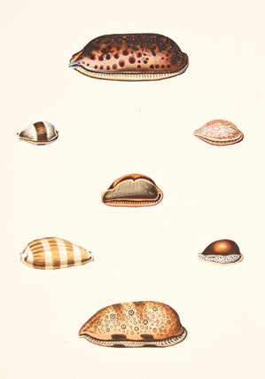 Pl. 20. Cyprea. Conchology or Natural History of Shells.