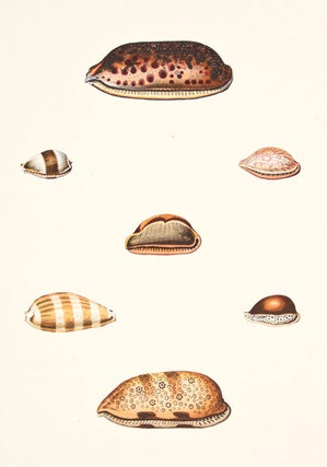 Pl. 20. Cyprea. Conchology or Natural History of Shells.