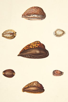 Item nr. 149958 Pl. 21. Cyprea. Conchology or Natural History of Shells. George Perry