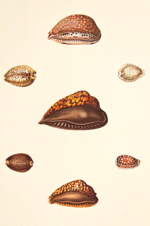 Item nr. 149958 Pl. 21. Cyprea. Conchology or Natural History of Shells. George Perry.