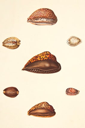 Pl. 21. Cyprea. Conchology or Natural History of Shells.