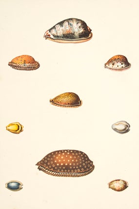 Item nr. 149959 Pl. 22. Cyprea. Conchology or Natural History of Shells. George Perry