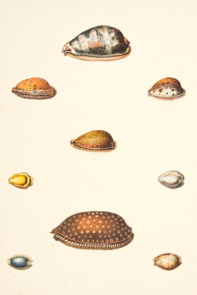 Pl. 22. Cyprea. Conchology or Natural History of Shells.