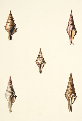 Item nr. 149961 Pl. 32. Pleurotoma. Conchology or Natural History of Shells. George Perry