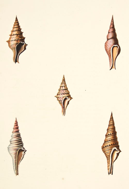 Item nr. 149961 Pl. 32. Pleurotoma. Conchology or Natural History of Shells. George Perry.