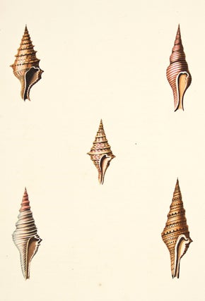 Pl. 32. Pleurotoma. Conchology or Natural History of Shells.