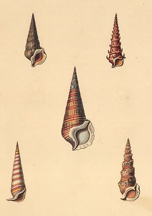 Item nr. 149963 Pl. 36. Cerithium. Conchology or Natural History of Shells. George Perry