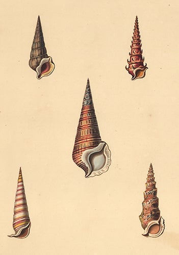 Item nr. 149963 Pl. 36. Cerithium. Conchology or Natural History of Shells. George Perry.