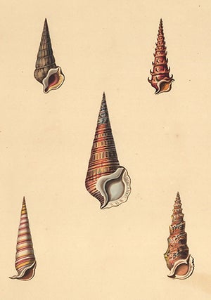Pl. 36. Cerithium. Conchology or Natural History of Shells.