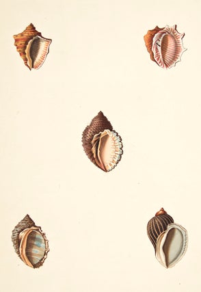 Item nr. 149965 Pl. 44. Haustrum. Conchology or Natural History of Shells. George Perry