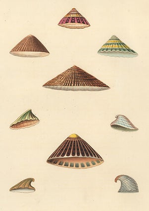 Item nr. 149966 Pl. 43. Patella. Conchology or Natural History of Shells. George Perry