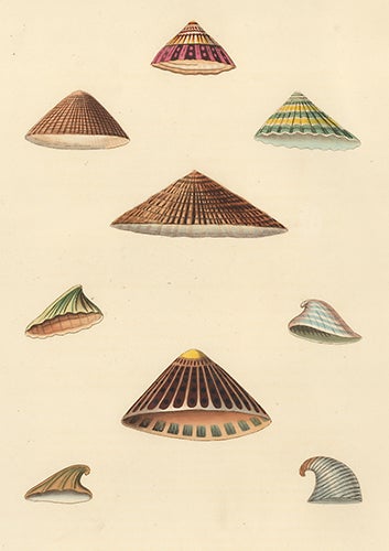 Item nr. 149966 Pl. 43. Patella. Conchology or Natural History of Shells. George Perry.
