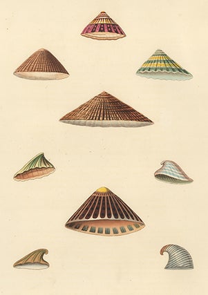 Pl. 43. Patella. Conchology or Natural History of Shells.
