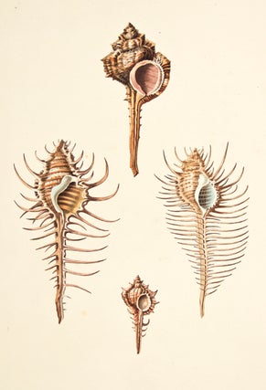 Item nr. 149967 Pl. 45. Aranea. Conchology or Natural History of Shells. George Perry