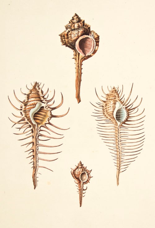 Item nr. 149967 Pl. 45. Aranea. Conchology or Natural History of Shells. George Perry.
