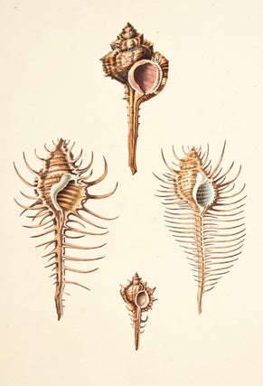 Pl. 45. Aranea. Conchology or Natural History of Shells.