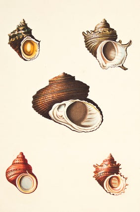 Item nr. 149969 Pl. 49. Turbo. Conchology or Natural History of Shells. George Perry