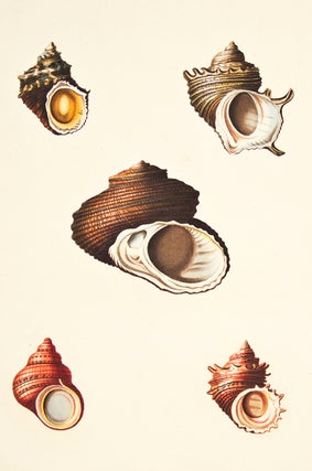 Pl. 49. Turbo. Conchology or Natural History of Shells.