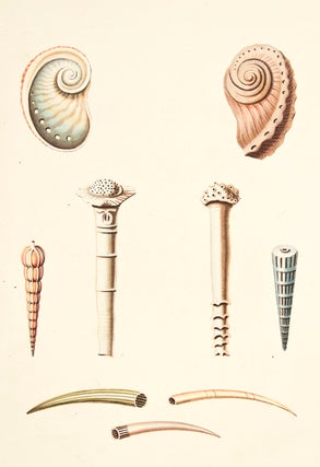 Item nr. 149970 Pl. 52. Aquaria. Conchology or Natural History of Shells. George Perry