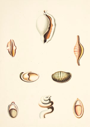 Item nr. 149971 Pl. 53. Ovula. Conchology or Natural History of Shells. George Perry