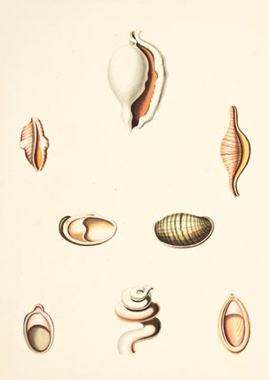 Pl. 53. Ovula. Conchology or Natural History of Shells.